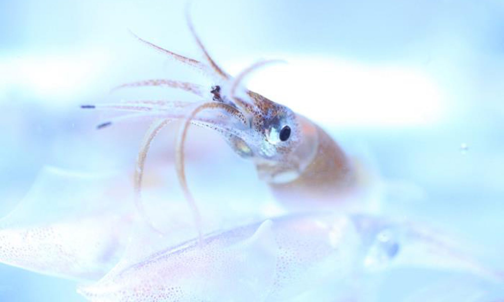 Cephalopod International Advisory Council